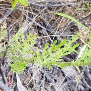 Senecio bathurstianus at Coree, ACT - 28 Dec 2020