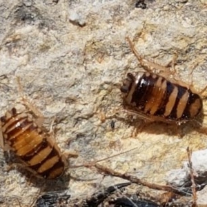 Robshelfordia simplex at Coree, ACT - 28 Dec 2020 12:58 PM