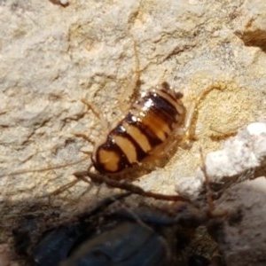 Robshelfordia simplex at Coree, ACT - 28 Dec 2020 12:58 PM