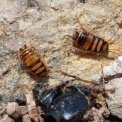 Robshelfordia simplex at Coree, ACT - 28 Dec 2020 12:58 PM