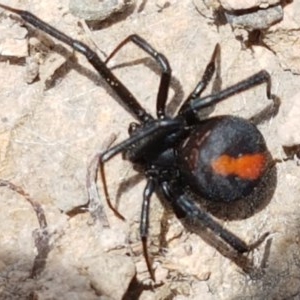 Latrodectus hasselti at Coree, ACT - 28 Dec 2020