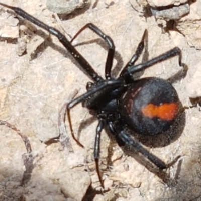 Latrodectus hasselti (Redback Spider) at Coree, ACT - 28 Dec 2020 by trevorpreston