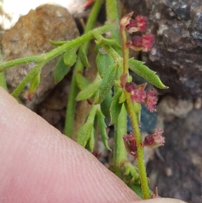 Gonocarpus tetragynus (Common Raspwort) at Coree, ACT - 28 Dec 2020 by tpreston