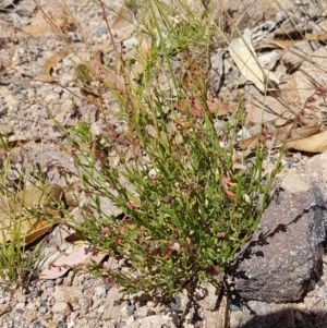 Gonocarpus tetragynus at Coree, ACT - 28 Dec 2020