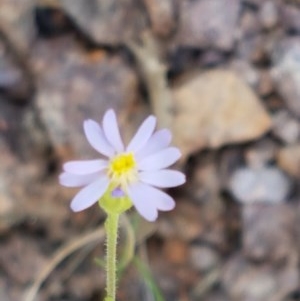 Vittadinia cuneata var. cuneata at Coree, ACT - 28 Dec 2020