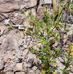 Vittadinia cuneata var. cuneata at Coree, ACT - 28 Dec 2020