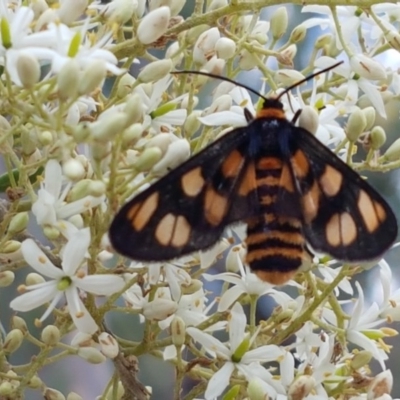 Amata (genus) (Handmaiden Moth) at Sherwood Forest - 28 Dec 2020 by trevorpreston