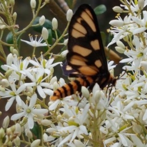 Amata (genus) at Coree, ACT - 28 Dec 2020