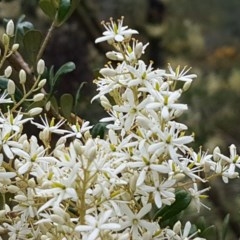 Bursaria spinosa subsp. lasiophylla (Australian Blackthorn) at Coree, ACT - 28 Dec 2020 by trevorpreston