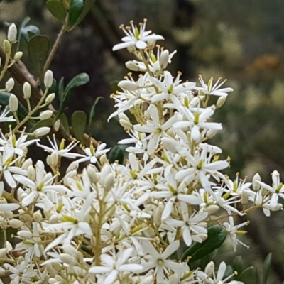 Bursaria spinosa subsp. lasiophylla (Australian Blackthorn) at Sherwood Forest - 28 Dec 2020 by trevorpreston