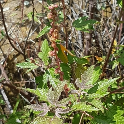 Adriana tomentosa var. tomentosa (Eastern Bitterbush) at Sherwood Forest - 28 Dec 2020 by trevorpreston
