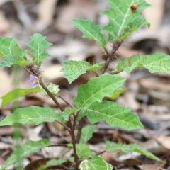 Solanum pungetium (Eastern Nightshade) at Pambula Beach, NSW - 27 Dec 2020 by Kyliegw