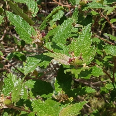 Adriana tomentosa var. tomentosa (Eastern Bitterbush) at Coree, ACT - 28 Dec 2020 by tpreston