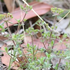 Pomax umbellata (A Pomax) at Pambula Beach, NSW - 28 Dec 2020 by KylieWaldon