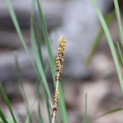 Lomandra longifolia (Spiny-headed Mat-rush, Honey Reed) at Pambula Beach, NSW - 27 Dec 2020 by KylieWaldon