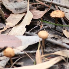 Unidentified Cup or disk - with no 'eggs' at Pambula Beach, NSW - 27 Dec 2020 by Kyliegw