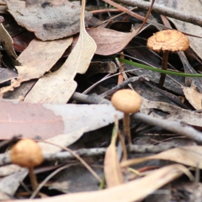 Unidentified Cup or disk - with no 'eggs' at Pambula Beach, NSW - 27 Dec 2020 by Kyliegw