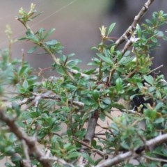 Bursaria spinosa subsp. lasiophylla (Australian Blackthorn) at Pambula Beach, NSW - 27 Dec 2020 by Kyliegw