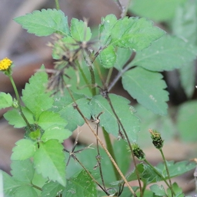 Bidens pilosa (Cobbler's Pegs, Farmer's Friend) at Pambula Beach, NSW - 28 Dec 2020 by KylieWaldon