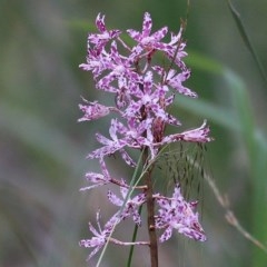 Dipodium variegatum (Blotched Hyacinth Orchid) at Pambula Beach, NSW - 27 Dec 2020 by Kyliegw