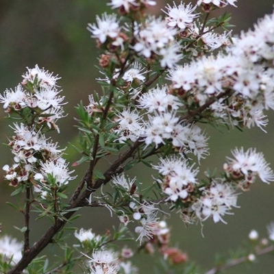 Kunzea ambigua (White Kunzea) at Pambula Beach, NSW - 27 Dec 2020 by Kyliegw