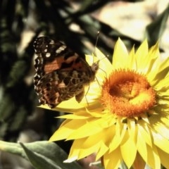 Vanessa kershawi (Australian Painted Lady) at Aranda, ACT - 27 Dec 2020 by KMcCue