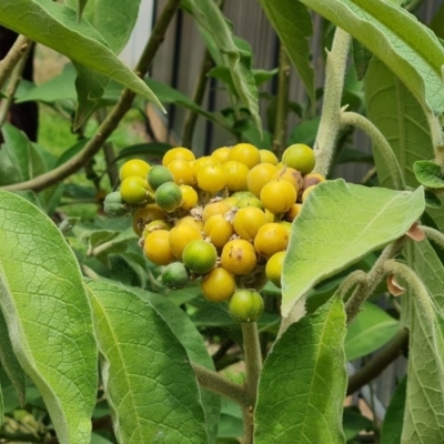 Solanum mauritianum (Wild Tobacco Tree) at Isaacs, ACT - 26 Dec 2020 by Mike