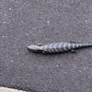 Tiliqua scincoides scincoides at Murrumbateman, NSW - 28 Dec 2020