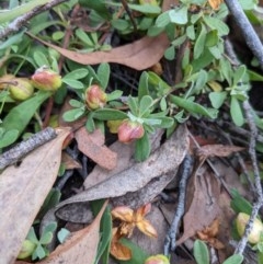 Hibbertia obtusifolia (Grey Guinea-flower) at Currawang, NSW - 19 Dec 2020 by camcols