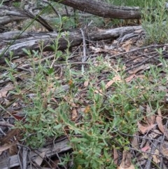 Hibbertia obtusifolia at Currawang, NSW - suppressed