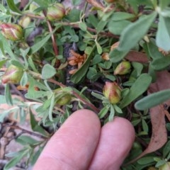 Hibbertia obtusifolia at Currawang, NSW - suppressed