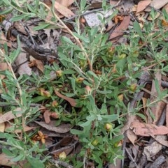 Hibbertia obtusifolia at Currawang, NSW - suppressed