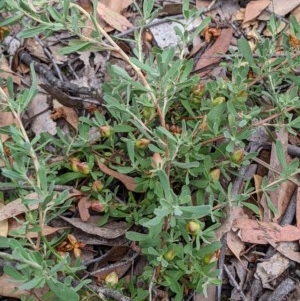 Hibbertia obtusifolia at Currawang, NSW - suppressed