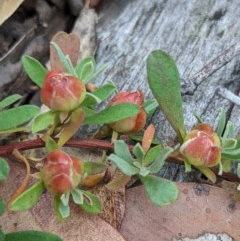 Hibbertia obtusifolia at Currawang, NSW - 19 Dec 2020