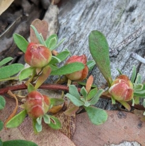 Hibbertia obtusifolia at Currawang, NSW - suppressed