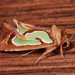 Cosmodes elegans (Green Blotched Moth) at Melba, ACT - 13 Dec 2020 by kasiaaus