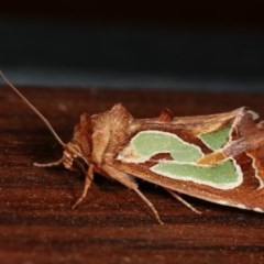 Cosmodes elegans at Melba, ACT - 13 Dec 2020 09:49 PM