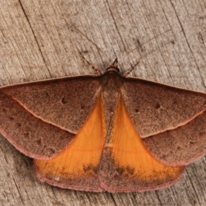 Epidesmia chilonaria at Melba, ACT - 13 Dec 2020 11:30 PM