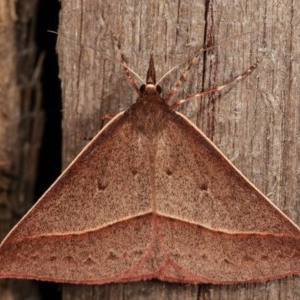 Epidesmia chilonaria at Melba, ACT - 13 Dec 2020 11:30 PM