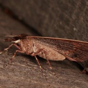 Epidesmia chilonaria at Melba, ACT - 13 Dec 2020 11:30 PM