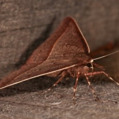 Epidesmia chilonaria at Melba, ACT - 13 Dec 2020 11:30 PM