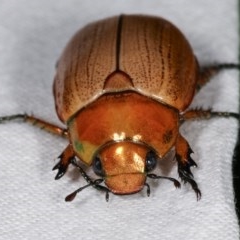 Anoplognathus brunnipennis (Green-tailed Christmas beetle) at Melba, ACT - 13 Dec 2020 by kasiaaus