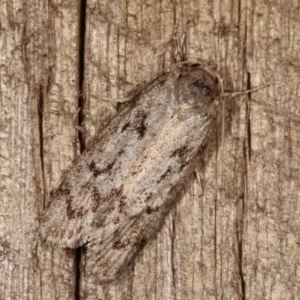 Philobota philostaura at Melba, ACT - 13 Dec 2020