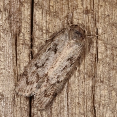 Philobota philostaura (A Concealer moth (Philobota group)) at Melba, ACT - 13 Dec 2020 by kasiaaus