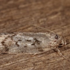 Philobota philostaura at Melba, ACT - 13 Dec 2020