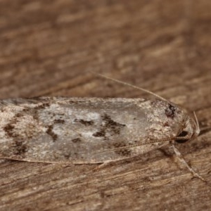 Philobota philostaura at Melba, ACT - 13 Dec 2020