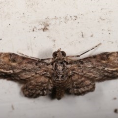 Chloroclystis insigillata at Melba, ACT - 13 Dec 2020