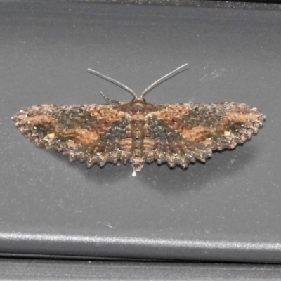 Eccymatoge fulvida (A geometer moth) at Wanniassa, ACT - 27 Dec 2020 by JohnBundock