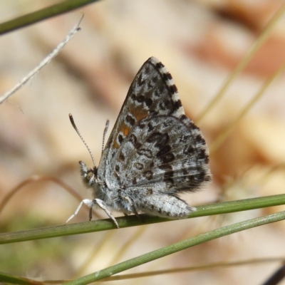 Lucia limbaria (Chequered Copper) at Kambah, ACT - 27 Dec 2020 by MatthewFrawley