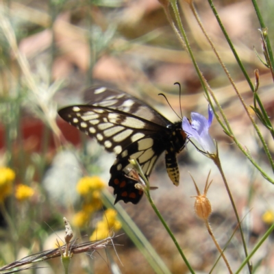 Papilio anactus (Dainty Swallowtail) at Tuggeranong DC, ACT - 27 Dec 2020 by MatthewFrawley